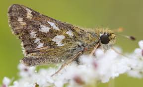 Attēlu rezultāti vaicājumam “Hesperia comma underside”