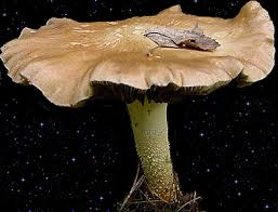 Attēlu rezultāti vaicājumam “Stropharia hornemannii”