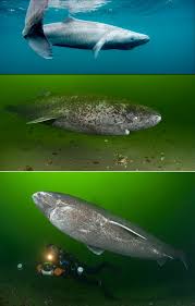 Image result for Somniosus microcephalus