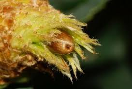 Attēlu rezultāti vaicājumam “Andricus quercuscorticis”