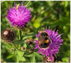 Image result for Centaurea nigra
