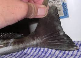 Image result for Rachycentron canadum