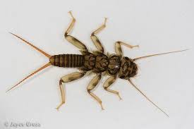 Attēlu rezultāti vaicājumam “Plecoptera”