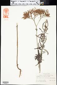 Attēlu rezultāti vaicājumam “Agrostis stolonifera subsp. straminea”