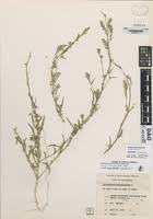 Attēlu rezultāti vaicājumam “Corispermum hyssopifolium fruit”