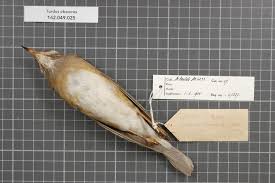 Image result for Turdus obscurus
