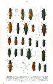 Attēlu rezultāti vaicājumam “Harminius undulatus”