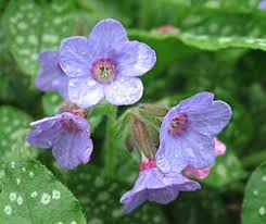 Image result for Pulmonaria Silverado