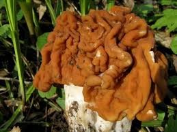 Attēlu rezultāti vaicājumam “Gyromitra gigas”