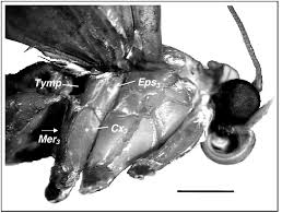 Attēlu rezultāti vaicājumam “Amphipyra perflua”