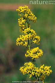 Attēlu rezultāti vaicājumam “Galium verum”