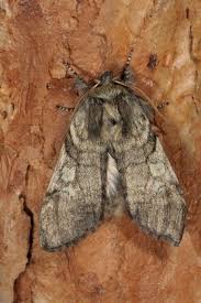 Attēlu rezultāti vaicājumam “Achlya flavicornis”