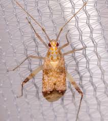 Attēlu rezultāti vaicājumam “Phytocoris sp.”