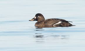 Attēlu rezultāti vaicājumam “Melanitta fusca male”