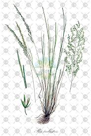 Attēlu rezultāti vaicājumam “Poa nemoralis fruit”