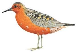 Attēlu rezultāti vaicājumam “Calidris canutus”