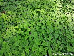 Attēlu rezultāti vaicājumam “Trifolium repens leaf”