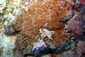 Attēlu rezultāti vaicājumam “Conardia compacta macro”