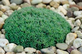 Attēlu rezultāti vaicājumam “Sedum hispanicum leaf”