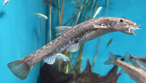 Attēlu rezultāti vaicājumam “Barbatula barbatula”