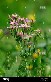 Attēlu rezultāti vaicājumam “Centaurium erythraea flower”