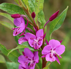 Attēlu rezultāti vaicājumam “Onagraceae”