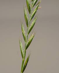 Attēlu rezultāti vaicājumam “Elymus caninus”