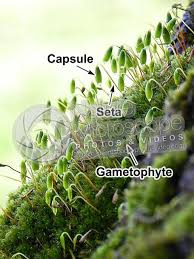 Attēlu rezultāti vaicājumam “Bryum pallescens sporophyte”