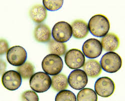 Attēlu rezultāti vaicājumam “Diderma subincarnatum”