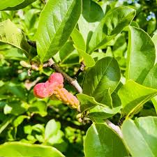 Attēlu rezultāti vaicājumam “Magnolia kobus fruit”