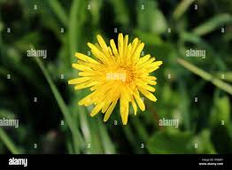 Attēlu rezultāti vaicājumam “Crepis paludosa flower”