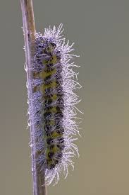 Attēlu rezultāti vaicājumam “Colostygia pectinataria female”
