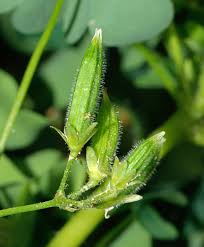 Attēlu rezultāti vaicājumam “Oxalis corniculata fruit”