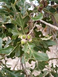 Attēlu rezultāti vaicājumam “Quercus”