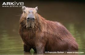 Attēlu rezultāti vaicājumam “Hydrochoerus hydrochaeris”