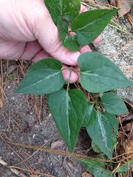 Attēlu rezultāti vaicājumam “Clematis leaf”