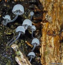 Attēlu rezultāti vaicājumam “Myriosclerotinia scirpicola”