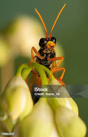 Attēlu rezultāti vaicājumam “Tenthredo campestris”