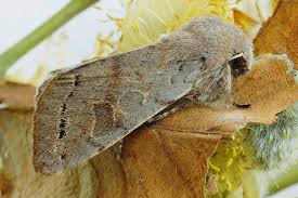 Attēlu rezultāti vaicājumam “Orthosia populeti”