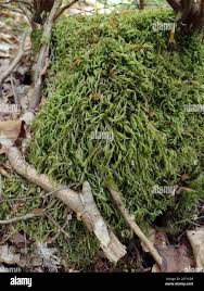 Attēlu rezultāti vaicājumam “Isothecium alopecuroides”