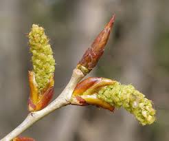 Attēlu rezultāti vaicājumam “Populus nigra”