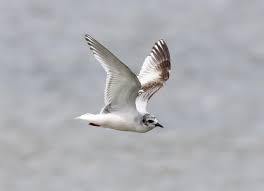 Attēlu rezultāti vaicājumam “Larus minutus adult”