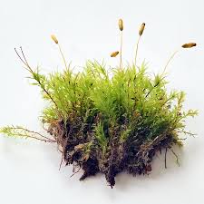 Attēlu rezultāti vaicājumam “Pohlia cruda”