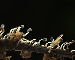 Attēlu rezultāti vaicājumam “Physarum cf. diderma spores”