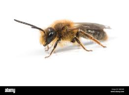 Attēlu rezultāti vaicājumam “Andrena haemorrhoa”