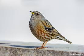 Image result for Prunella collaris