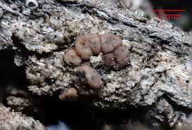 Attēlu rezultāti vaicājumam “Bacidia rubella”