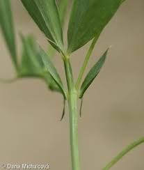 Attēlu rezultāti vaicājumam “Lathyrus tuberosus leaf”