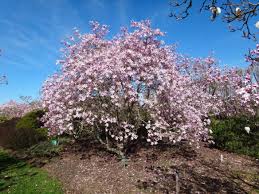 Attēlu rezultāti vaicājumam “Magnolia x loebneri”