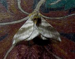 Attēlu rezultāti vaicājumam “Saturniidae”